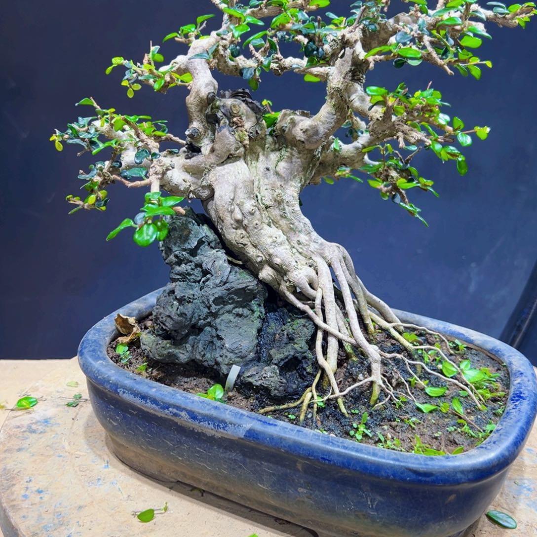 夜***灯无花朵1111111111111