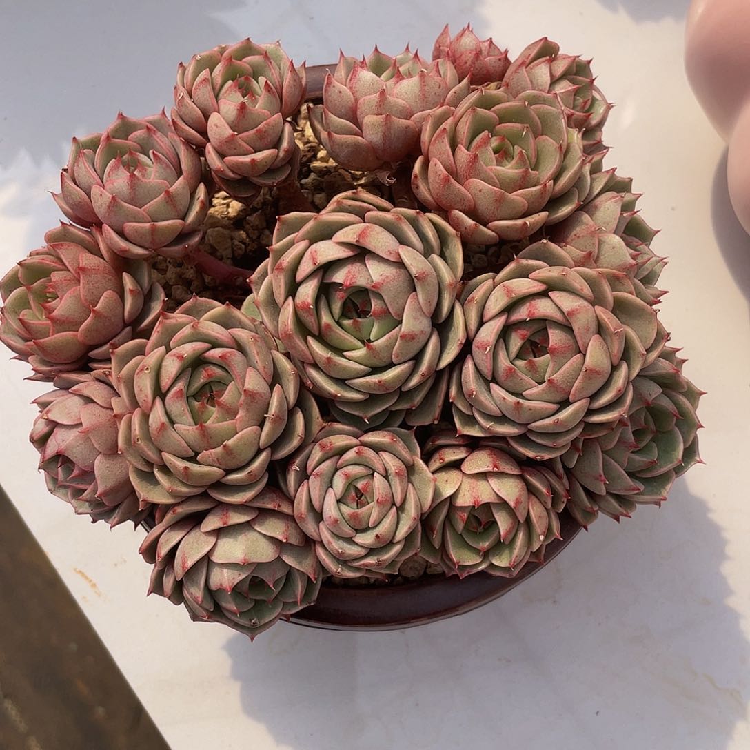 笨巴蒂斯多肉多肉多肉