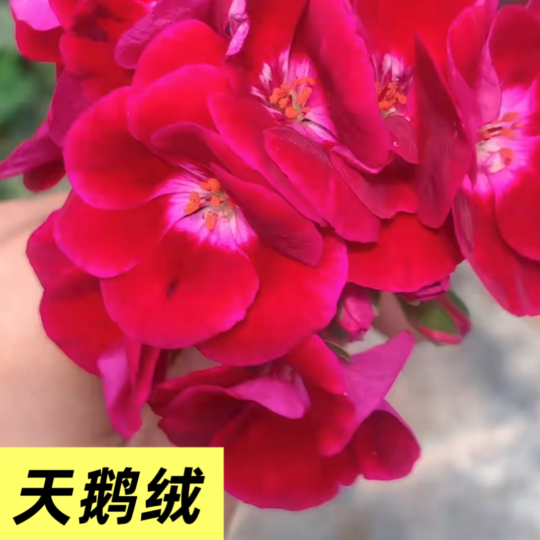 天鹅绒 矮颗直立天竺葵