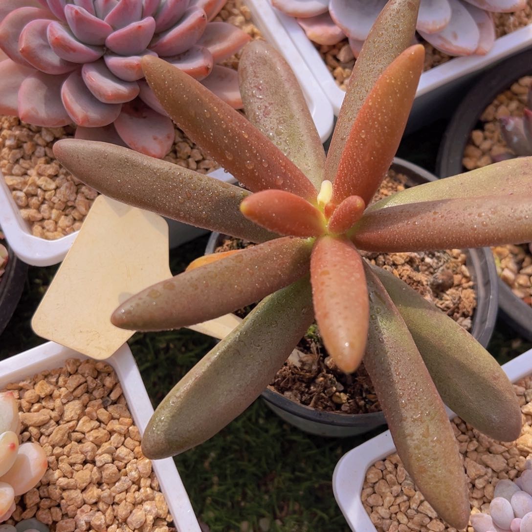 香玉的故事是一个人的故事