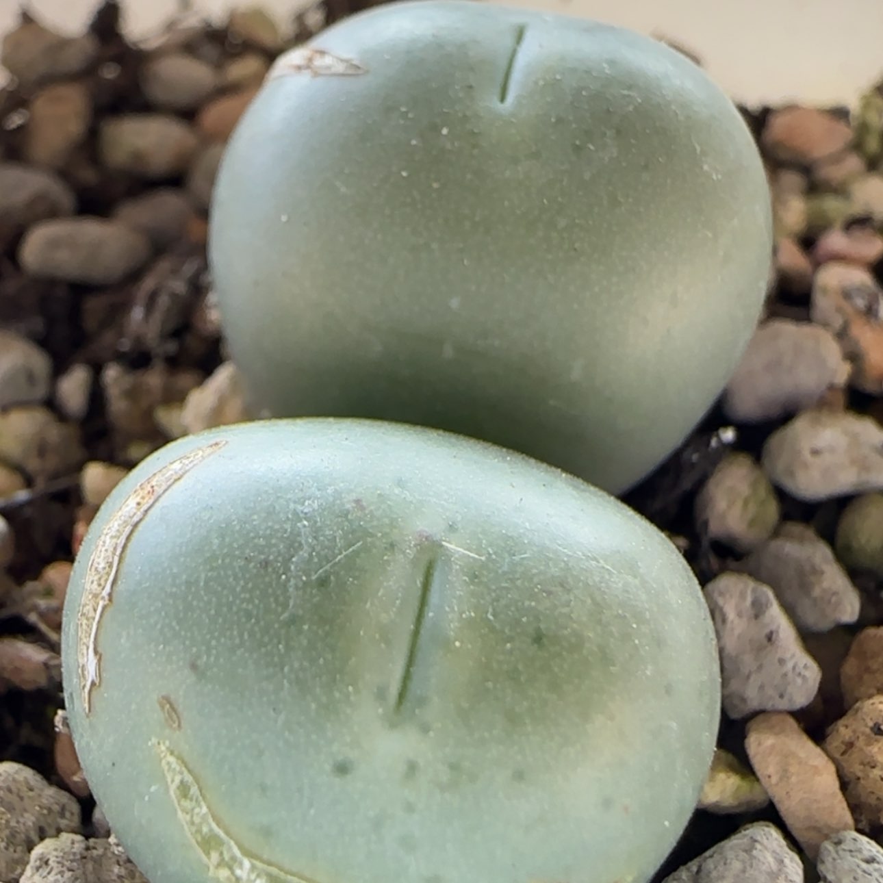 【闪购商品】0279小拳拳裂窗福利