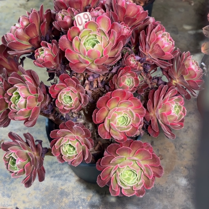 安娜260多肉法师