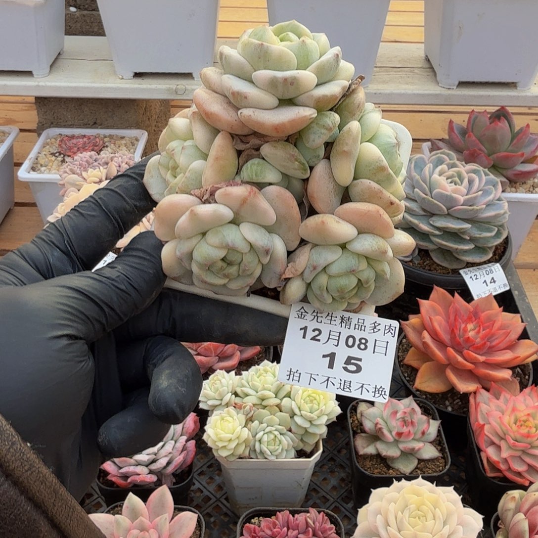 1208-15香草锦群生