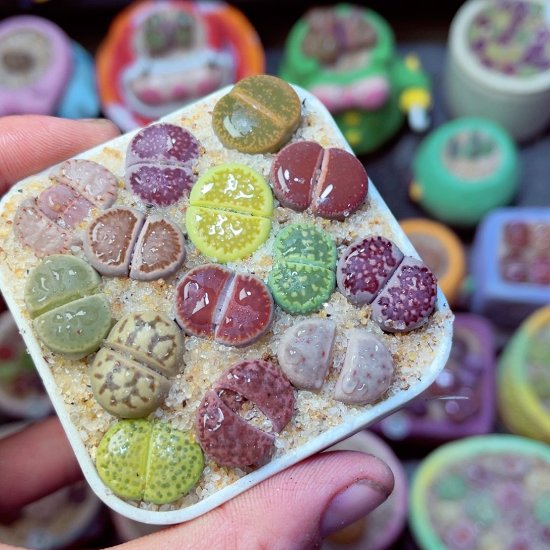 176生石花带盆发