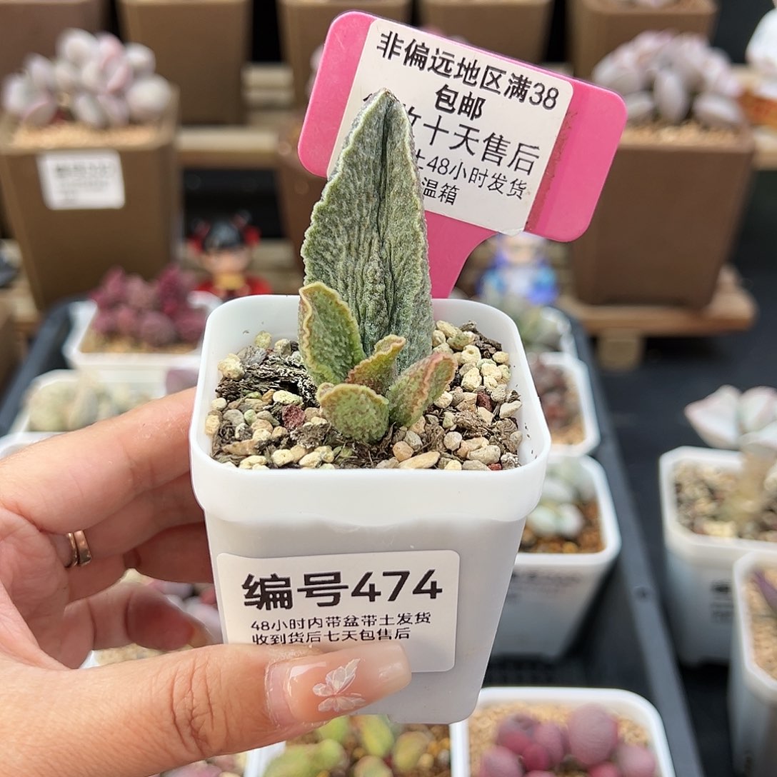 474酒红猪肝多肉植物
