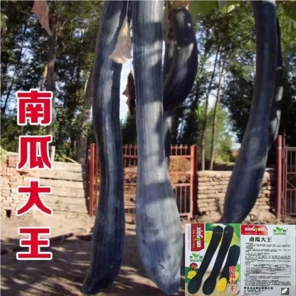 【5包包邮】南瓜大王种子超甜大吊瓜黑狼长南瓜高产春季庭院蔬菜种