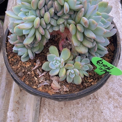 一物一拍星影缀化