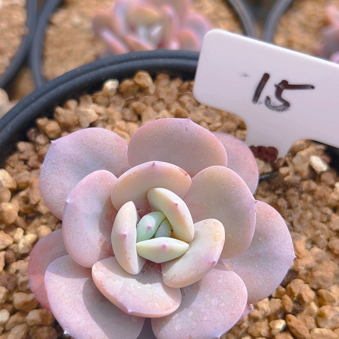 小奶茶15号一物一拍