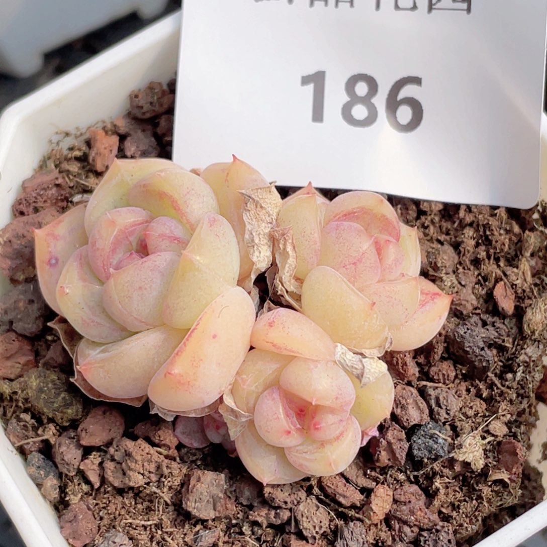 186号糖心冰心珍妮