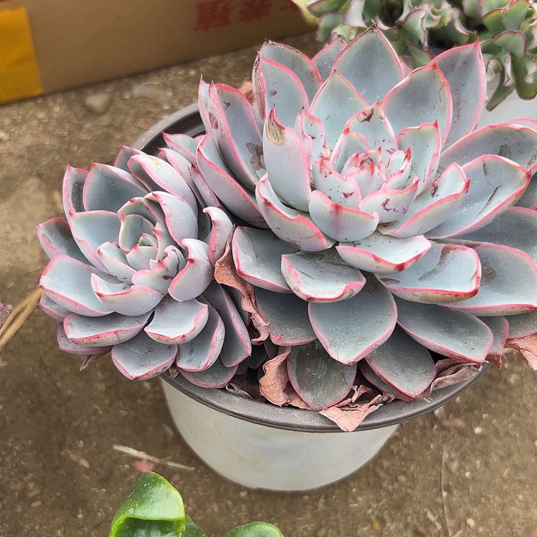 多肉植物多肉植物