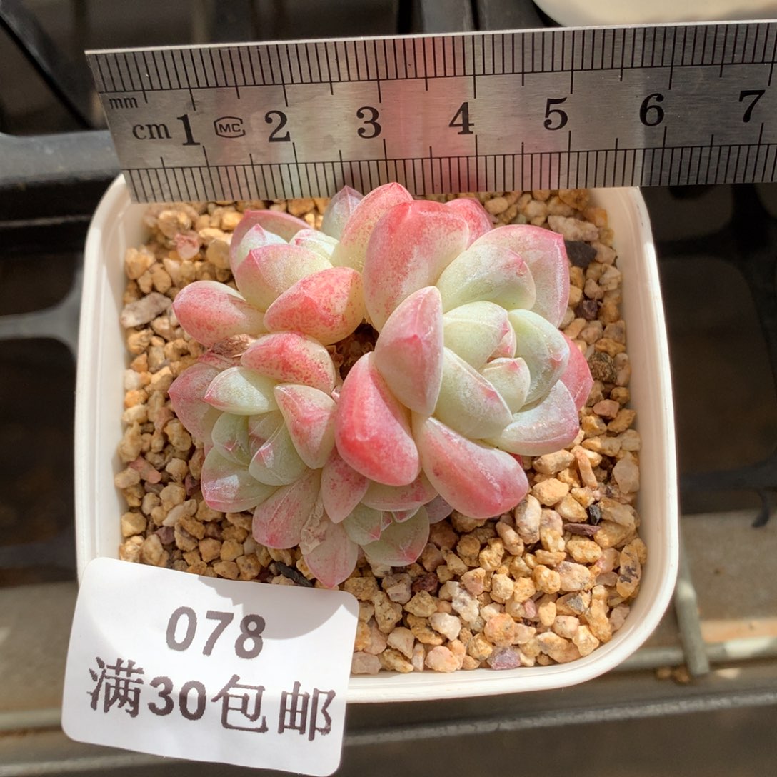 78。小脸糖心冰玉四头。