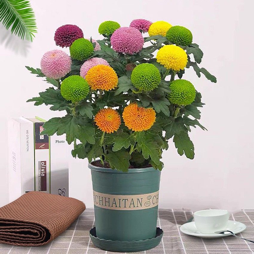 四季开花多彩色乒乓菊云南鲜花盆栽带花苞阳台客厅花卉好养易活