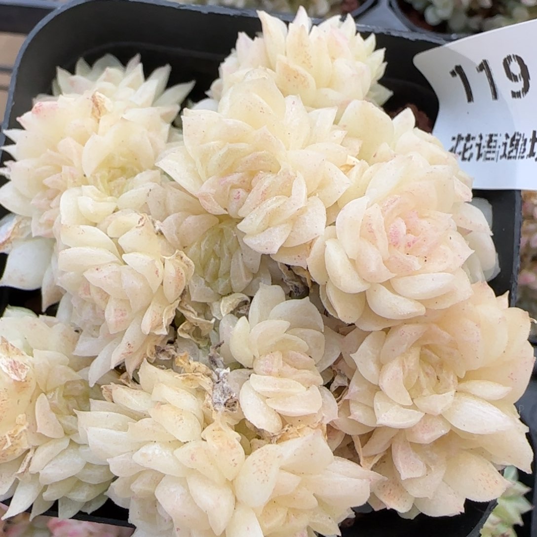 花语逸境0218-119散