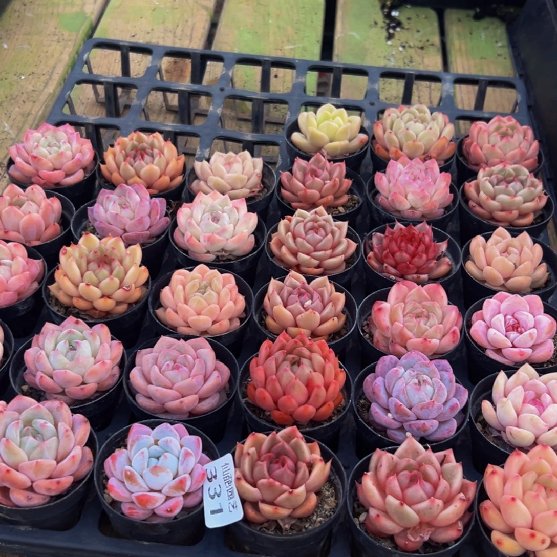 331多肉葡萄的味道是真的很