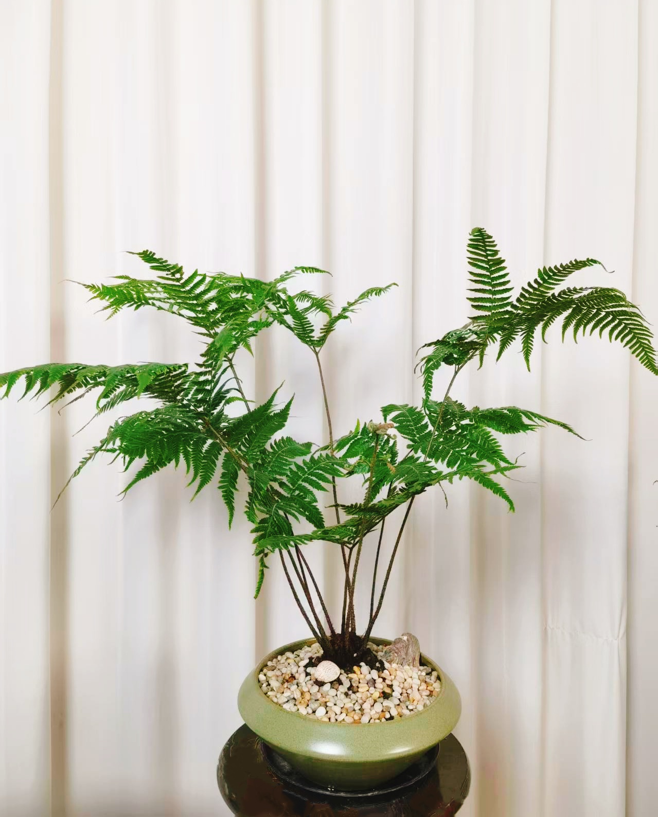室内金丝虹鳞蕨禅意绿植茶室桌面景观好物好养净化空气