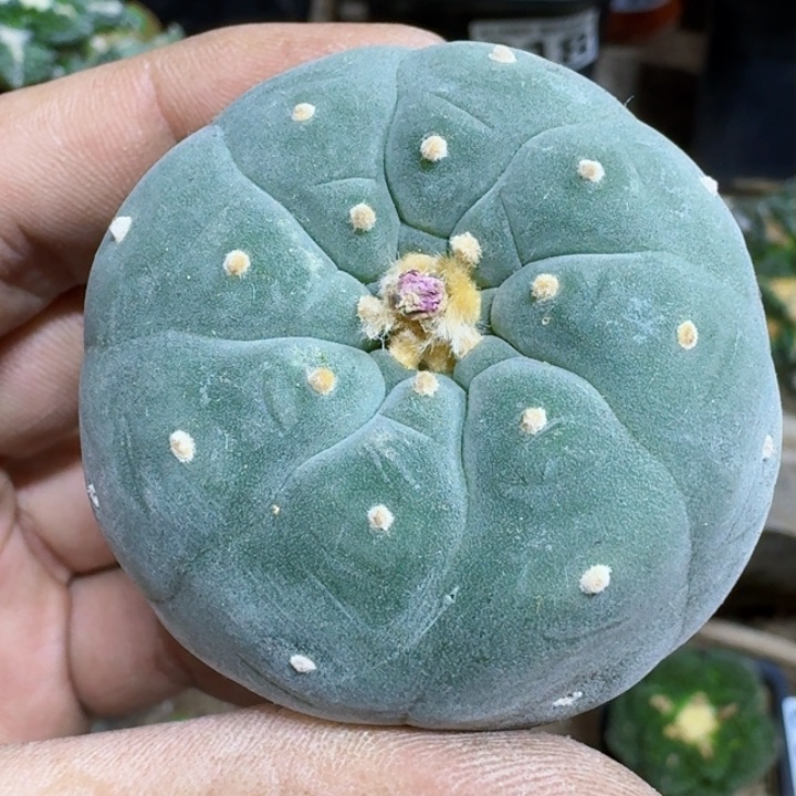 福利实生白肌115