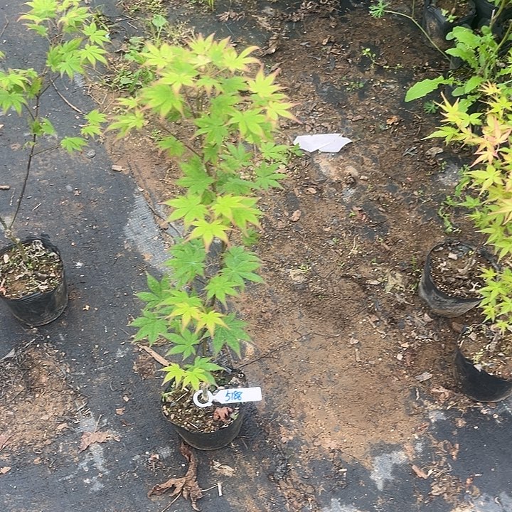 枫树直播专拍链接