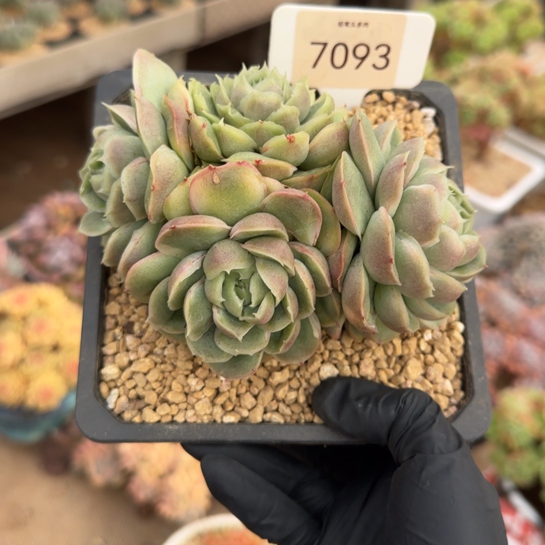 7093。     水晶虾饺多肉