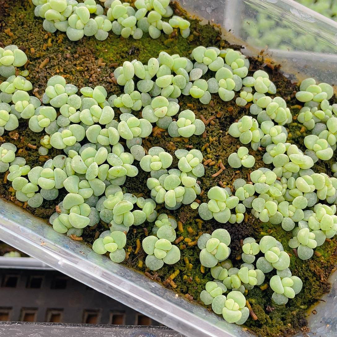 小***诶多肉植物多肉植物