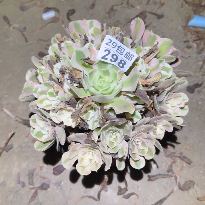 女巫……不包断枝……多肉植物的