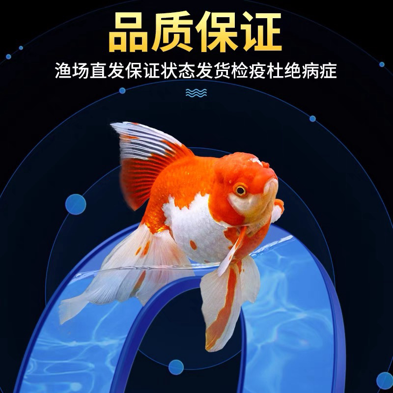 精品国粹金鱼包邮包损品种混搭颜色随机新手也能养活6-8公分15条