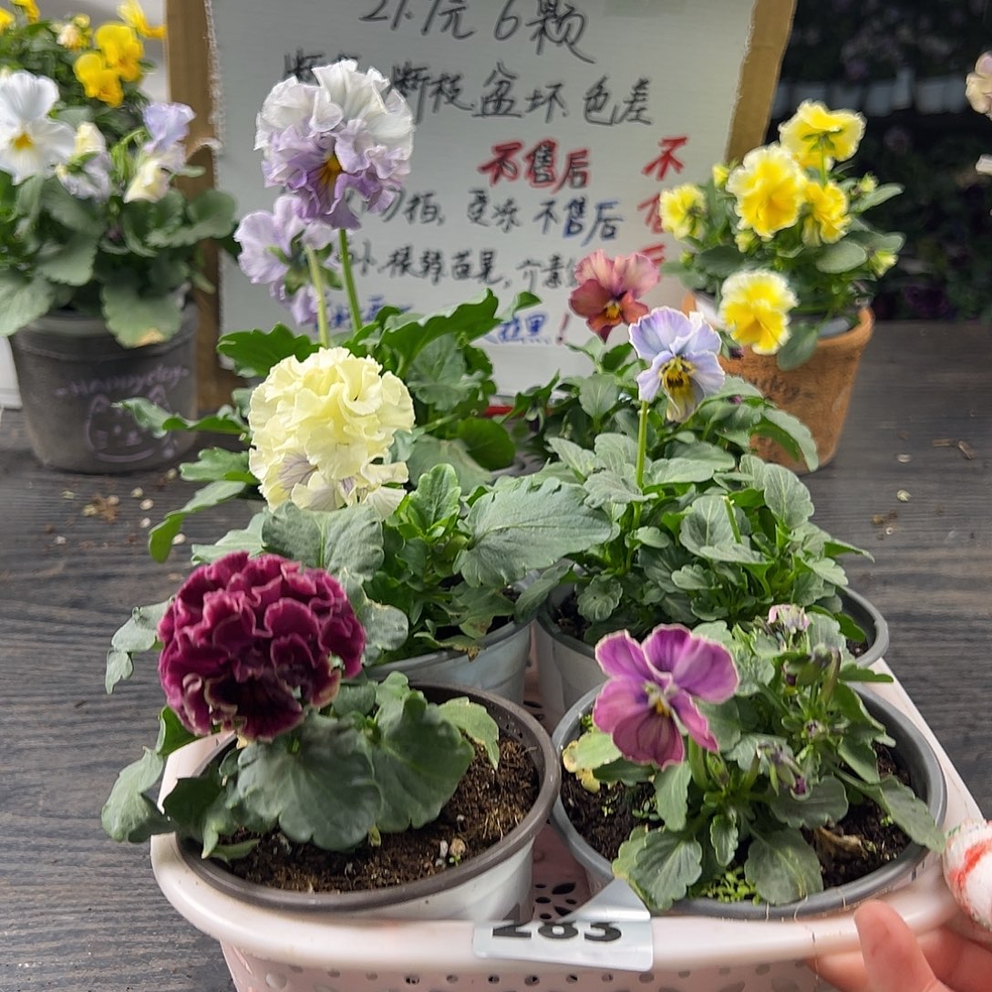 大部分花苞少量开放283号