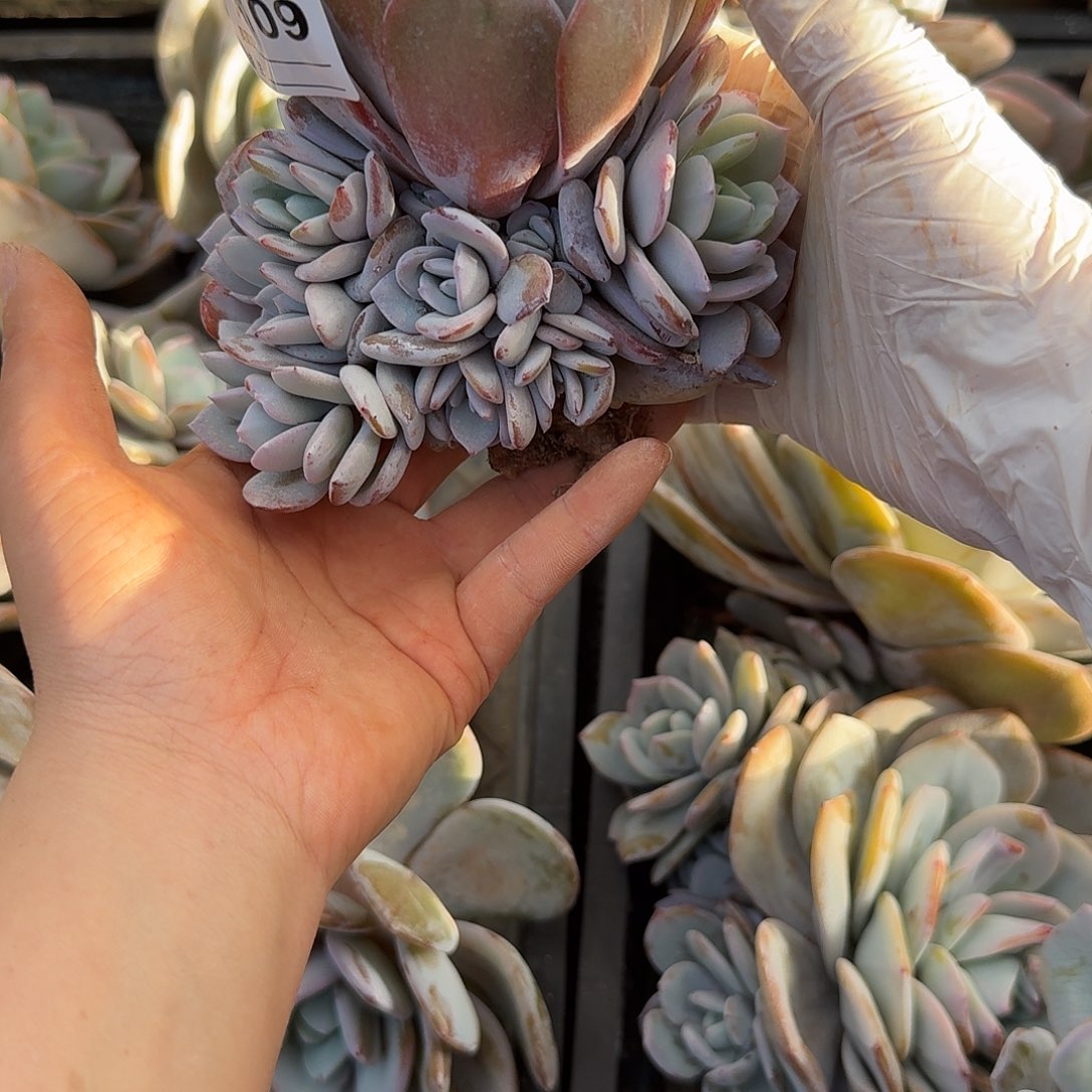 *****A109 多肉售后范围：签收起7天内