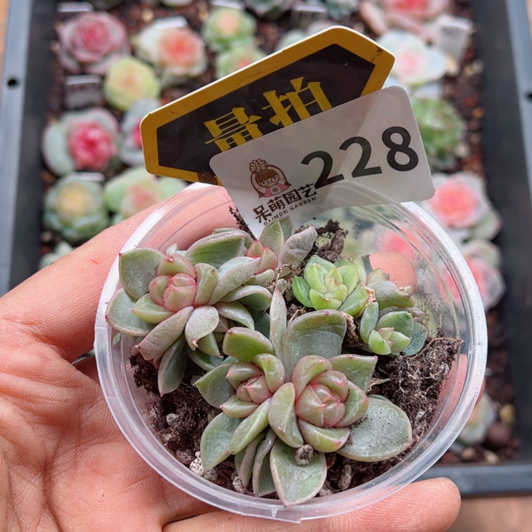 多肉植物多肉植物