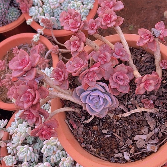 X**～多肉植物。。。。。。。。。