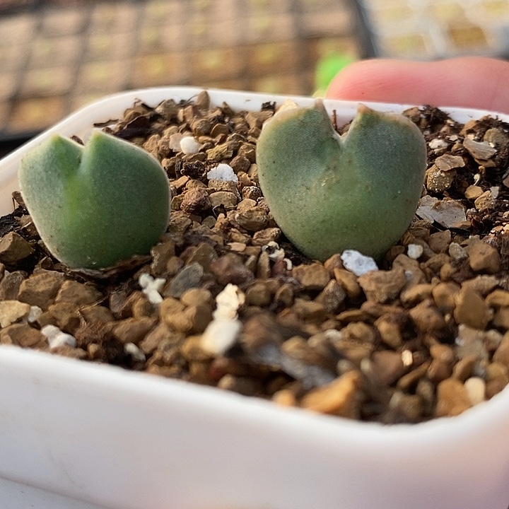 3042大空蝉2颗。    