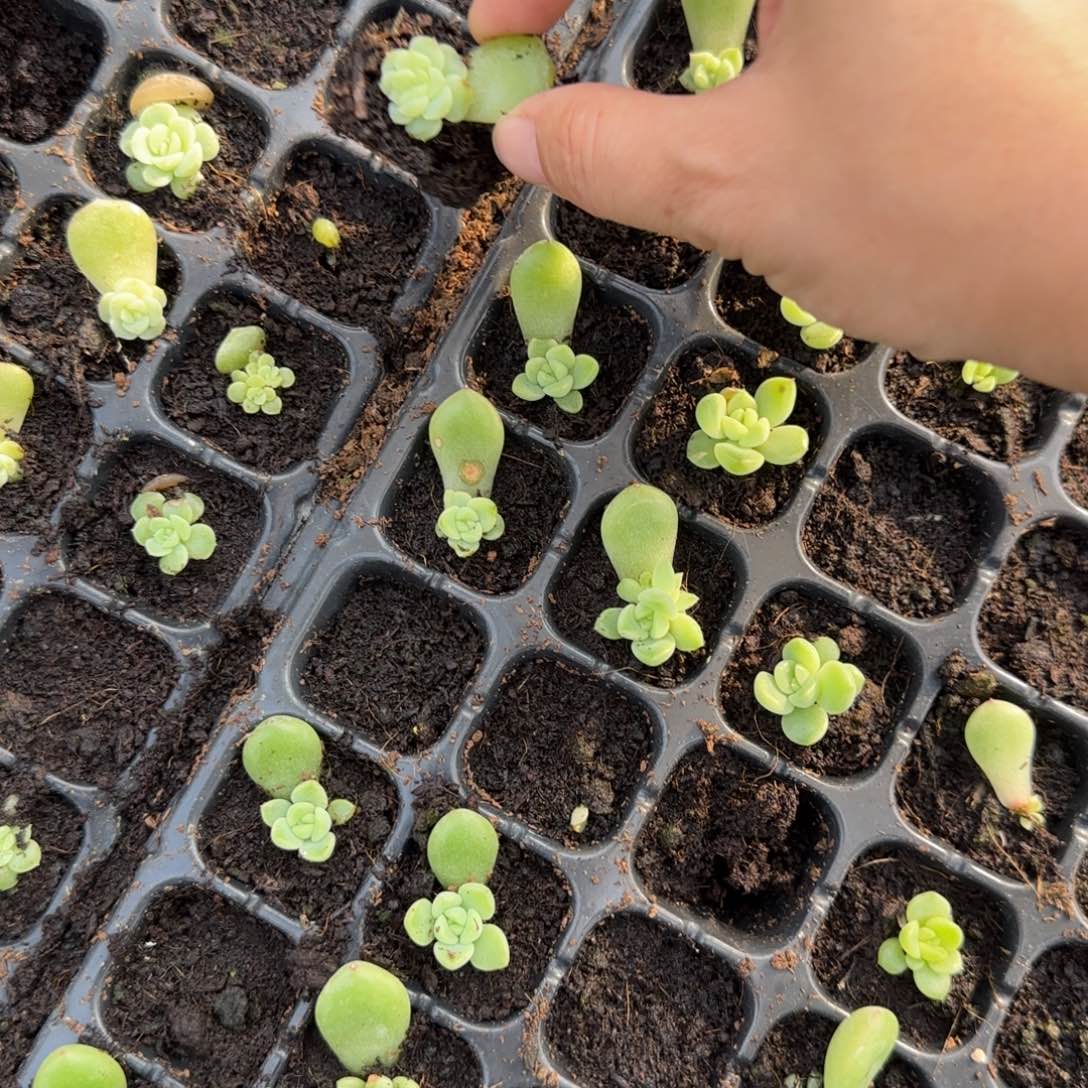 茶***蛋无尽灯疑穴一个满25包邮