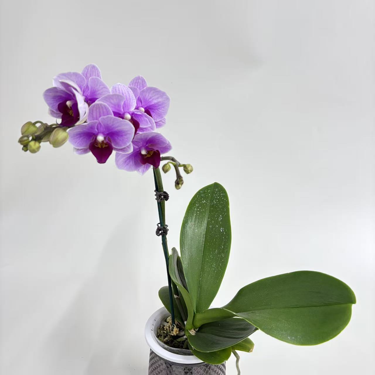 蝴蝶兰【宝贝】单花剑鲜花盆栽室内观赏花花佛山基地直发好养易活