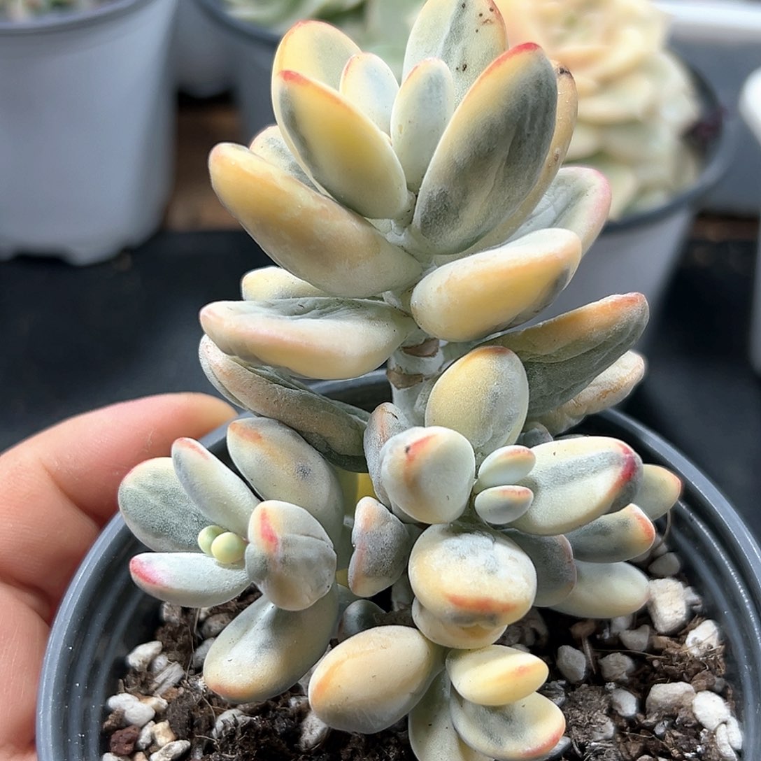 福娘锦无砍群 小方花圃一物一拍