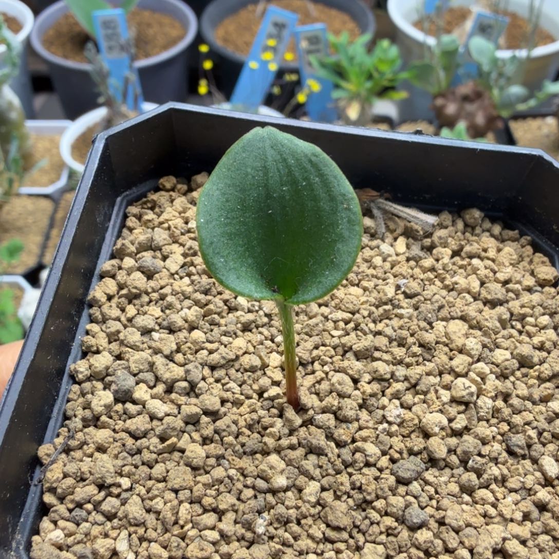 冰之镜722 仙人球