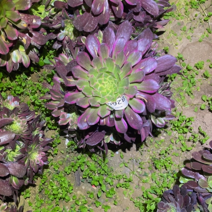 268天合多肉植物