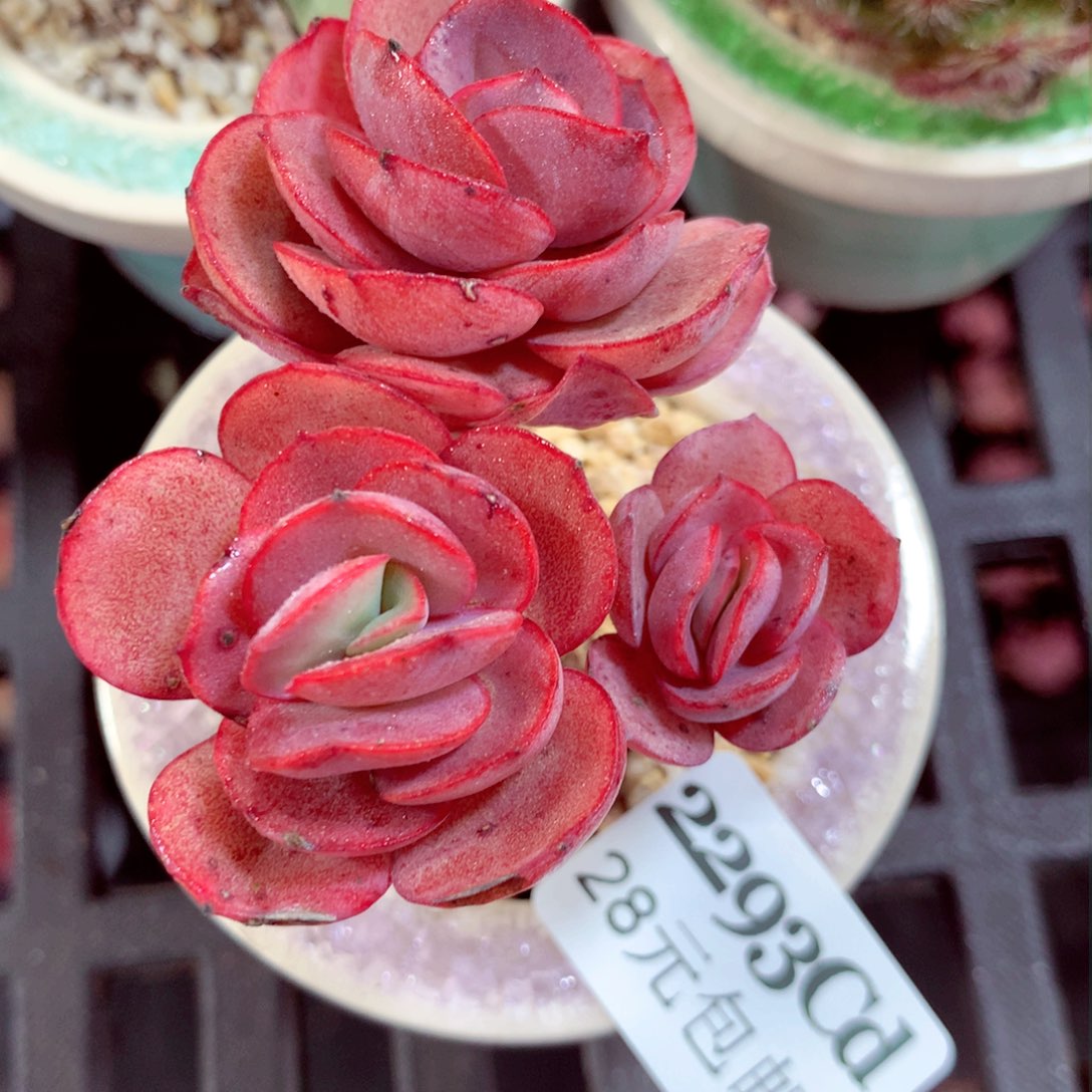 5厘米盆精控多肉2293