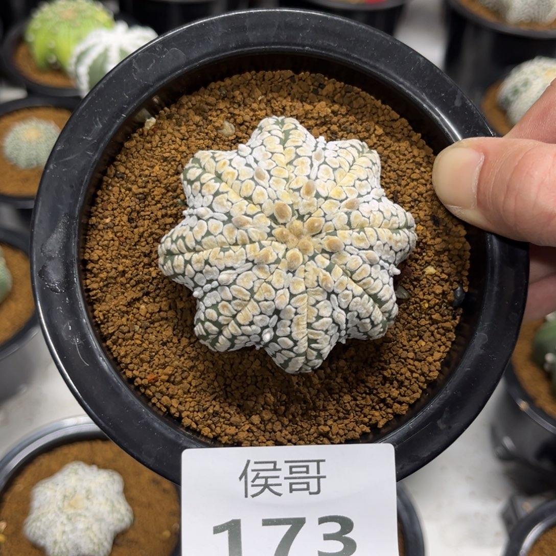 颜***173泰系仙人球兜多肉植物
