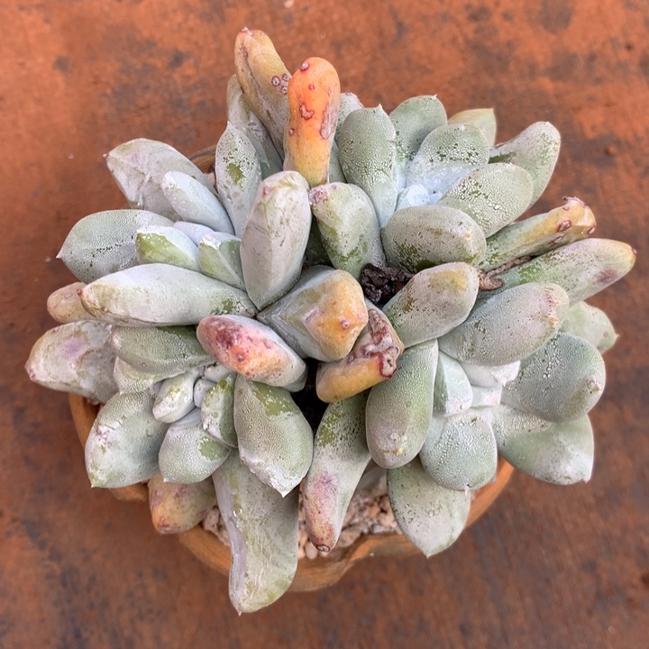 四头老桩拇指，多肉植物