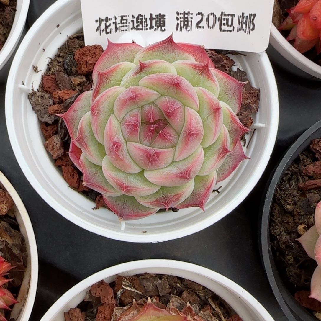 花语逸镜0116-183水蜜桃糖心