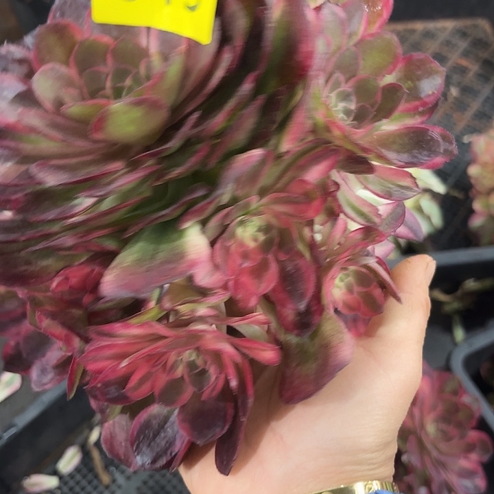 多肉植物黑膜锦015
