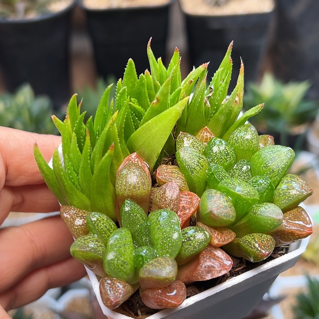 爱心寿 原始十二卷组合