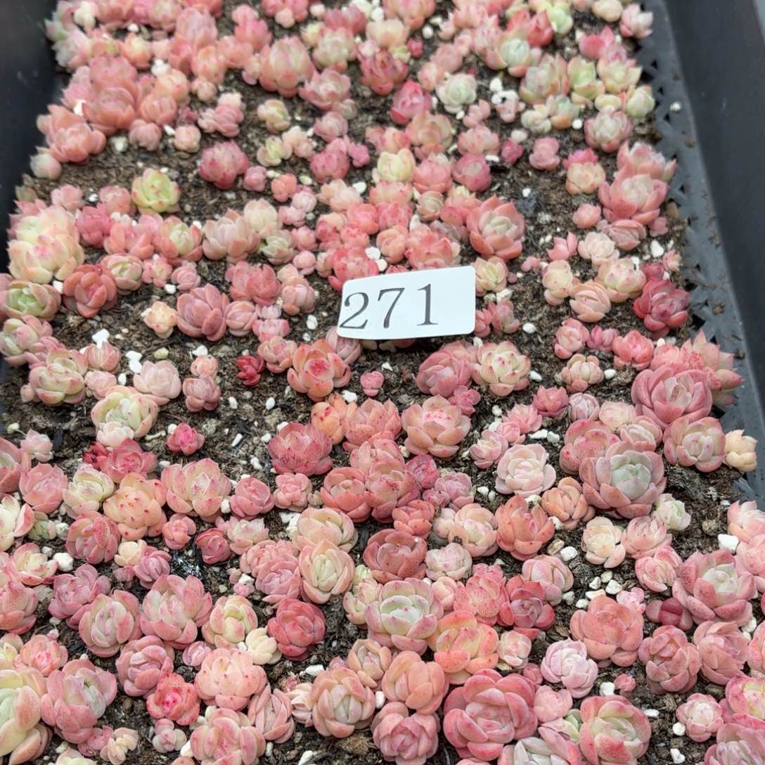 玩***海多肉植物多肉植物271