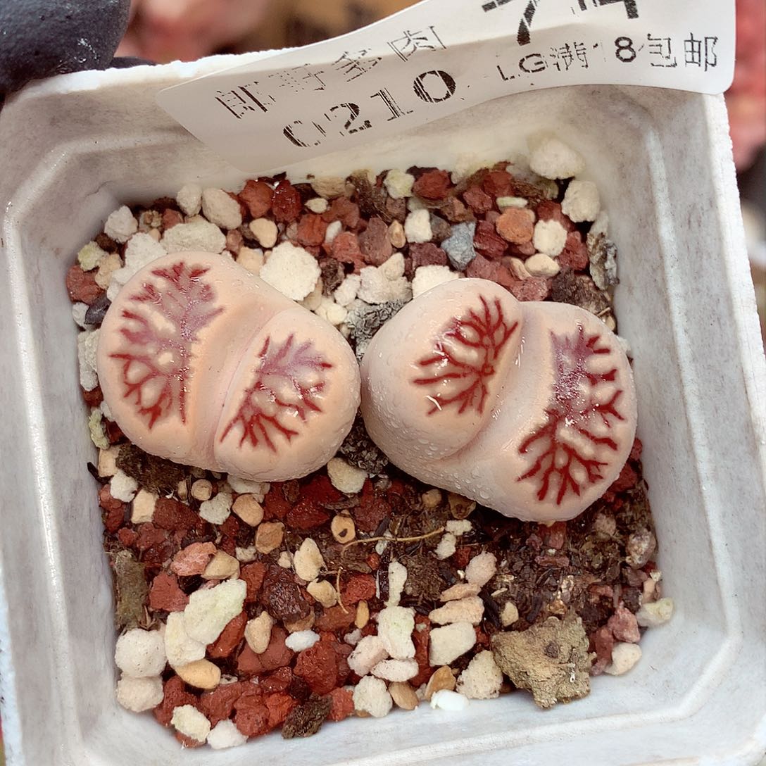 郎哥多肉生石花10-74