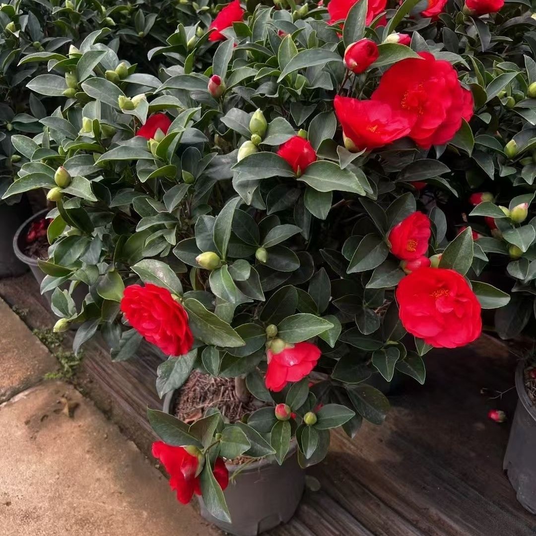 棕榈四季常绿茶花夏日七心带花苞重瓣开花耐寒