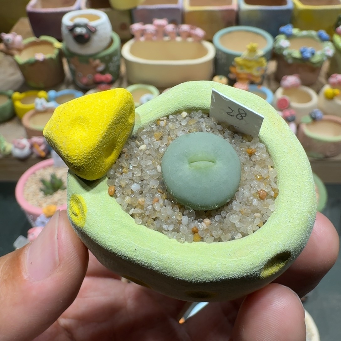 蘑菇1185红嘴多肉植物