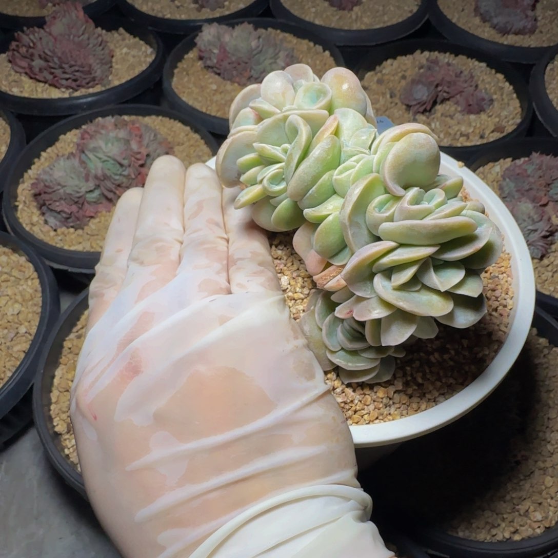 p p p p p pp 81