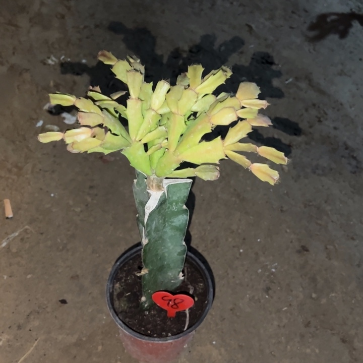 匈***奴当前无花栽培后可以开花045  98