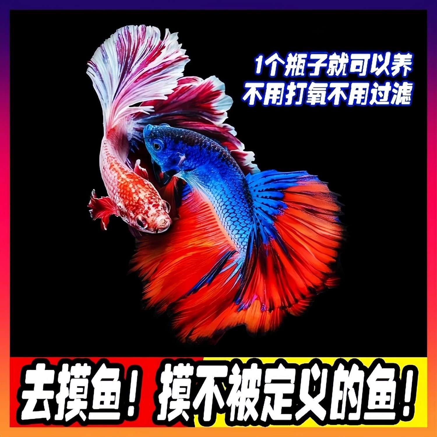 1-40泰国斗鱼活鱼婚纱仙女纯白七彩热带鱼小鱼观赏鱼半月