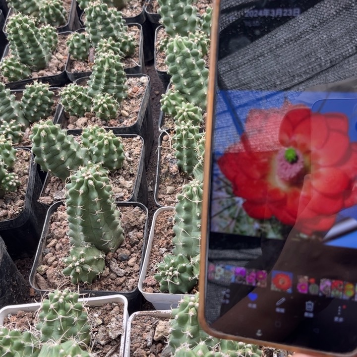 群生好养皮实好活