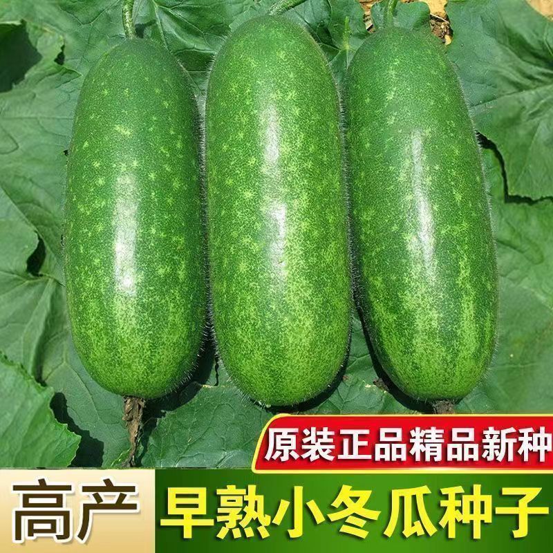 早熟小冬瓜种子毛冬瓜小节瓜迷你水果冬瓜子四季播高产蔬菜种子籽